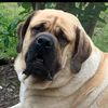 mastiff4ever