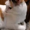 cinziawallnofer
