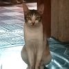 amber_199_cat
