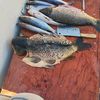 pescaderia.cartagena