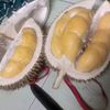 ariiis_51