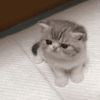 mamaameow