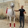 🐎 مربط الجود زلفه 🐎
