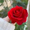 sousou.darwich0