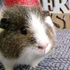 guineapig475