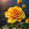 userjwm44quchj