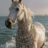 ruqaya9856
