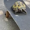 duck_tortoise1
