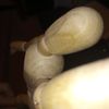 cj_1337_