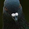 diluk40