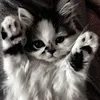 cookie_lily1441