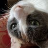 harmonythecat43
