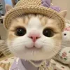 aivy.278