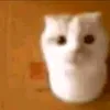 _shitlet_0