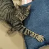 mushuraivoso