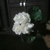 angu6556875666