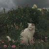 mariam_alsharif4