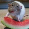 cecilia_k66