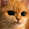vannnnnnnnneeeeee