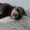 the_ferret_is_my_love