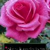 om..omar140071