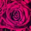 robynf8