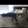 amor_en4patas
