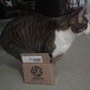 el.gato.en.la.caja