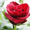 roserosie898
