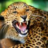 humbert.jaguar