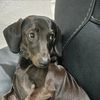 dashthenightdachshund