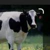 julekkobia