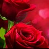 hassanalikhalid6