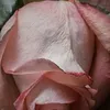 user01vful9sg4