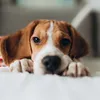 Freya the beagle 🐾