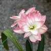 hippeastrumamaryllis