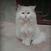 catsofficial01