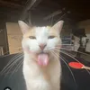 fel.hj