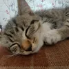 imachilledguy