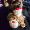 baileybuttons_crew