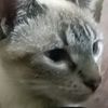 hatsu_251429