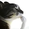 alexmartelius