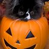 halloweencat3