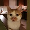 nellekitt