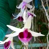cao_linh.123