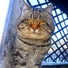 cezar_the_cat1