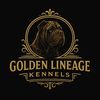 golden_lineagekennels