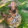 thefabflock