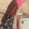 sheerazkhan1234567
