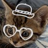 buddyisacat1